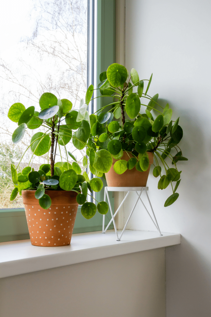 Green frames are a great match for your indoor jungle!